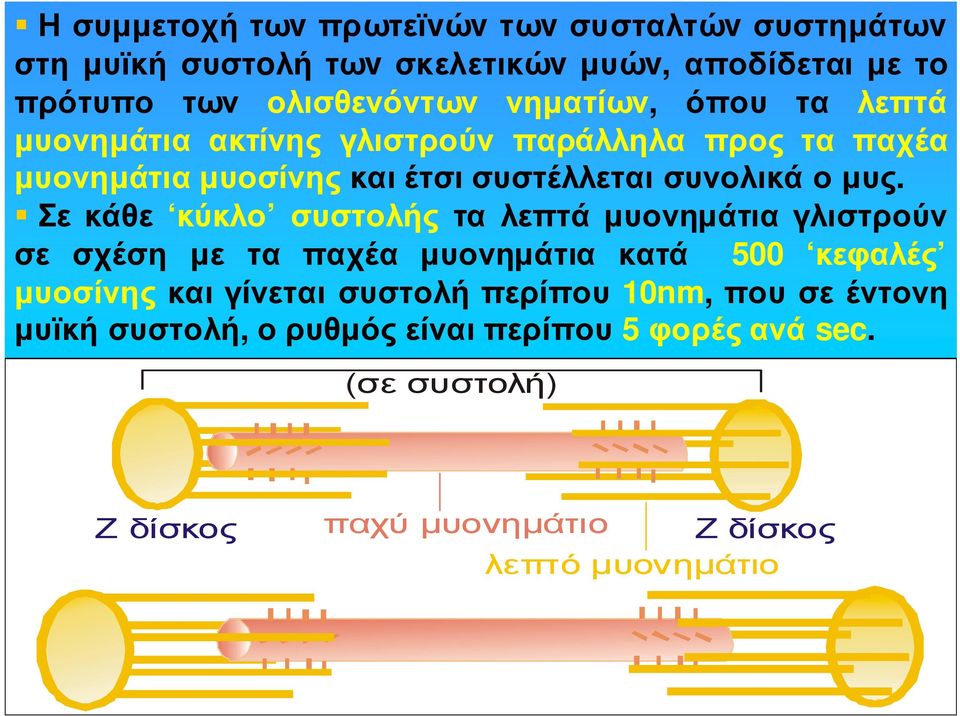 Σε κάθε κύκλο συστολής τα λεπτά µυονηµάτια γλιστρούν σε σχέση µε τα παχέα µυονηµάτια κατά 500 κεφαλές µυοσίνης και γίνεται συστολή