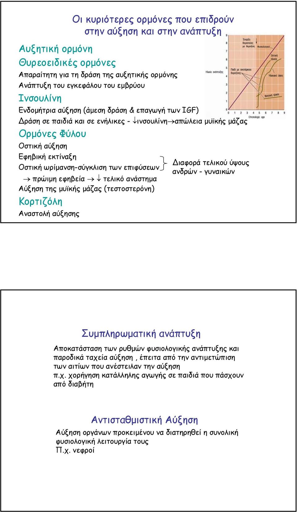 Κορτιζόλη Αναστολή αύξησης Οι κυριότερες ορµόνες που επιδρούν στην αύξηση και στην ανάπτυξη ιαφορά τελικού ύψους ανδρών - γυναικών Συµπληρωµατική ανάπτυξη Αποκατάσταση των ρυθµών φυσιολογικής