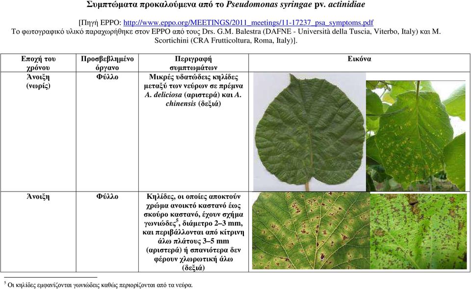 Εποχή του χρόνου Άνοιξη (νωρίς) Προσβεβληµένο όργανο Φύλλο Περιγραφή συµπτωµάτων Μικρές υδατώδεις κηλίδες µεταξύ των νεύρων σε πρέµνα A. deliciosa (αριστερά) και A.