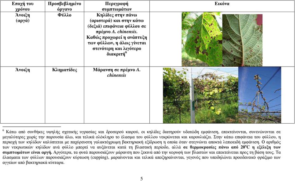 chinensis 6 Κάτω από συνθήκες υψηλής σχετικής υγρασίας και δροσερού καιρού, οι κηλίδες διατηρούν υδατώδη εµφάνιση, επεκτείνονται, συνενώνονται σε µεγαλύτερες χωρίς την παρουσία άλω, και τελικά