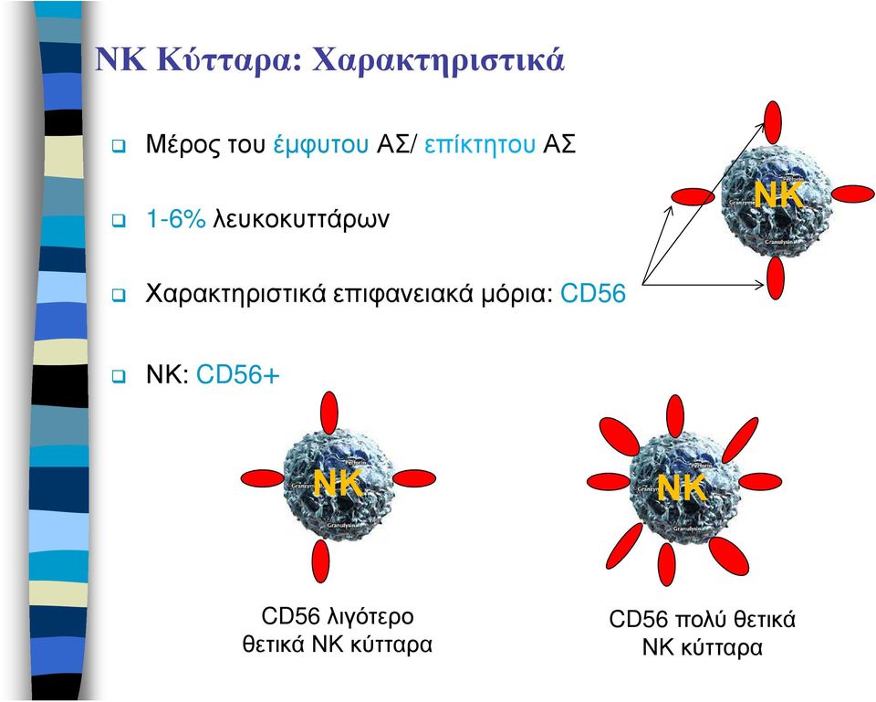 Χαρακτηριστικά επιφανειακά µόρια: CD56 :