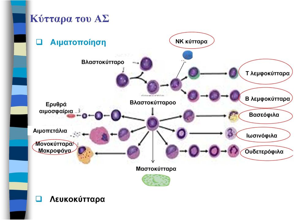 λεµφοκύτταρα Βασεόφιλα Αιµοπετάλια Μονοκύτταρα/