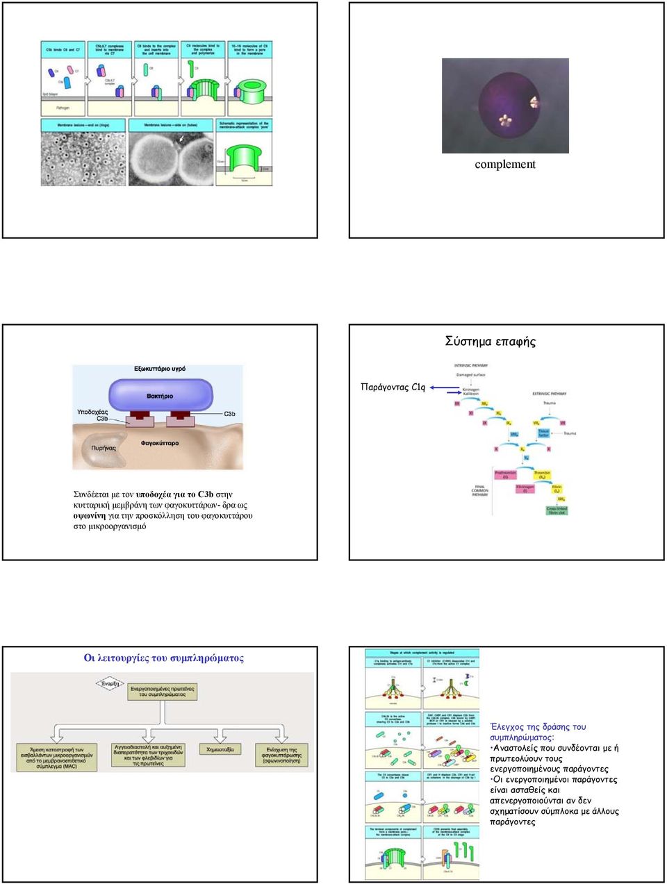 συµπληρώµατος Έλεγχος της δράσης του συµπληρώµατος: Αναστολείς που συνδέονται µε ή πρωτεολύουν τους