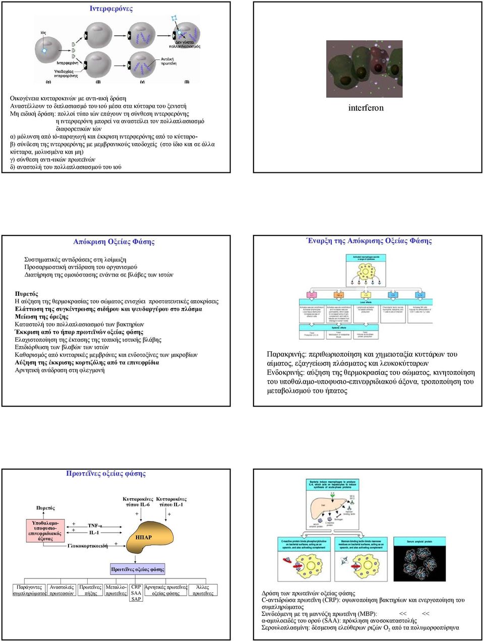 κύτταρα, µολυσµένα και µη) γ) σύνθεση αντι-ιικών πρωτεϊνών δ) αναστολή του πολλαπλασιασµού του ιού interferon Απόκριση Οξείας Φάσης Έναρξη της Απόκρισης Οξείας Φάσης Συστηµατικές αντιδράσεις στη