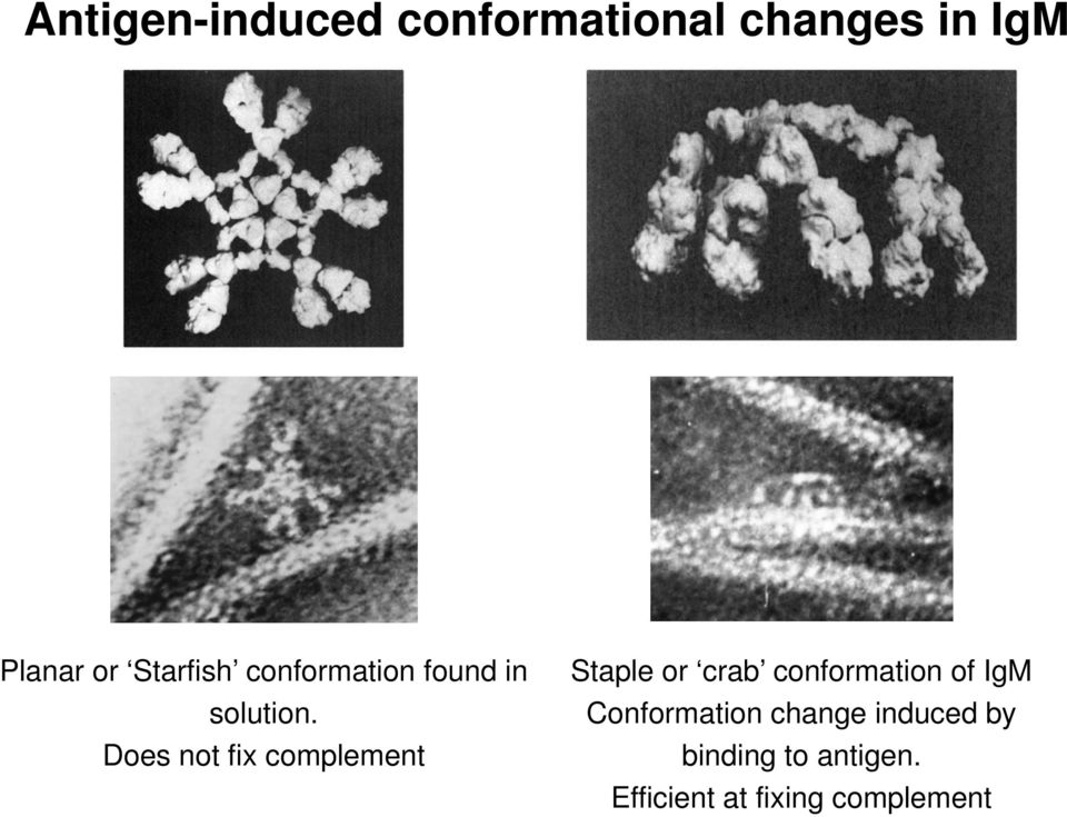 Does not fix complement Staple or crab conformation of IgM