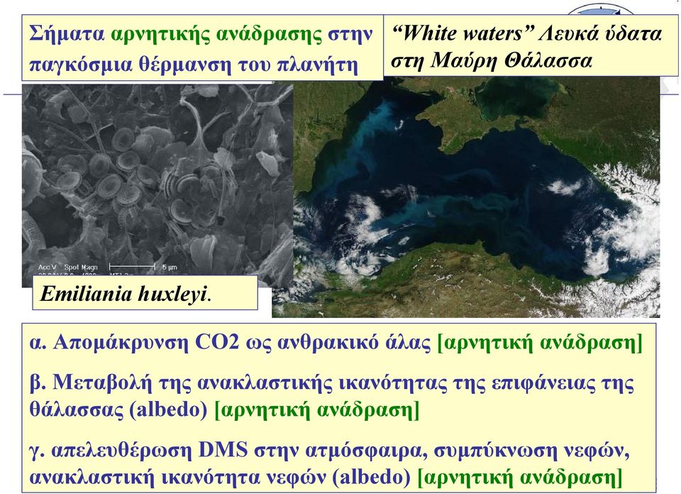 Απομάκρυνση CO2 ως ανθρακικό άλας [αρνητική ανάδραση] β.