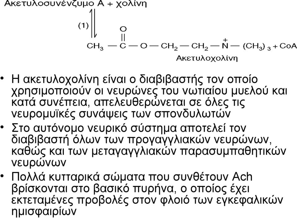 διαβιβαστή όλων των προγαγγλιακών νευρώνων, καθώς και των μεταγαγγλιακών παρασυμπαθητικών νευρώνων Πολλά κυτταρικά