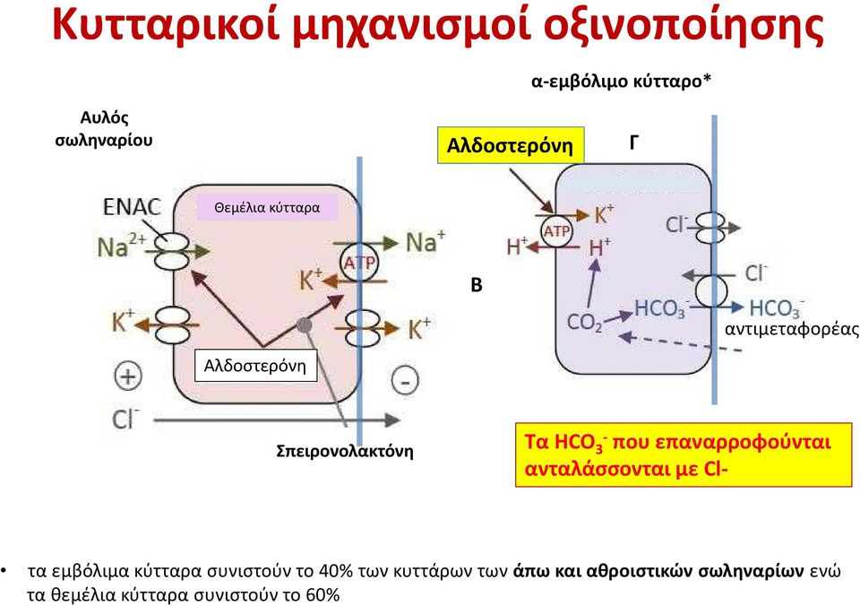 HCO3- που επαναρροφούνται ανταλάσσονται με Cl- τα εμβόλιμα κύτταρα συνιστούν το