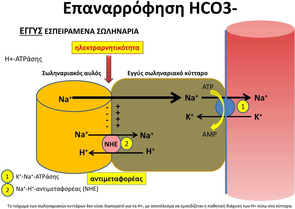 1 K+ Na+ Na+ K+ AMP H+ αντιμεταφορέας 2 Na+-H+-αντιμεταφορέας (ΝΗΕ) Το τοίχωμα των σωληναριακών