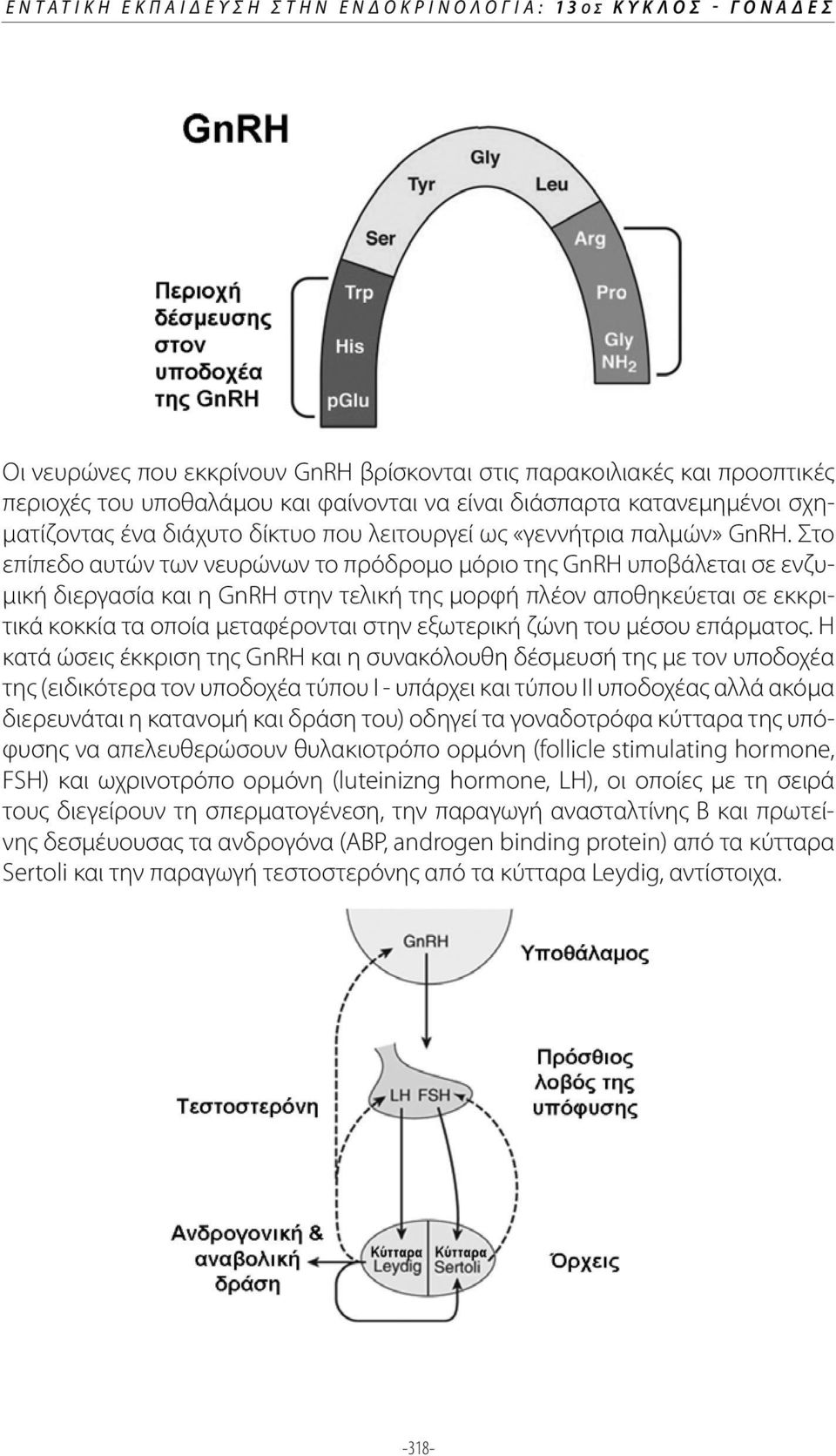Στο επίπεδο αυτών των νευρώνων το πρόδρομο μόριο της GnRH υποβάλεται σε ενζυμική διεργασία και η GnRH στην τελική της μορφή πλέον αποθηκεύεται σε εκκριτικά κοκκία τα οποία μεταφέρονται στην εξωτερική