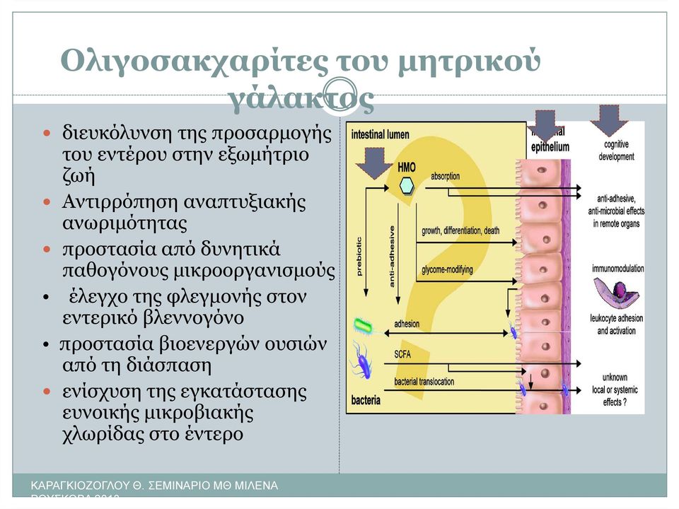 µικροοργανισµούς έλεγχο της φλεγµονής στον εντερικό βλεννογόνο προστασία βιοενεργών