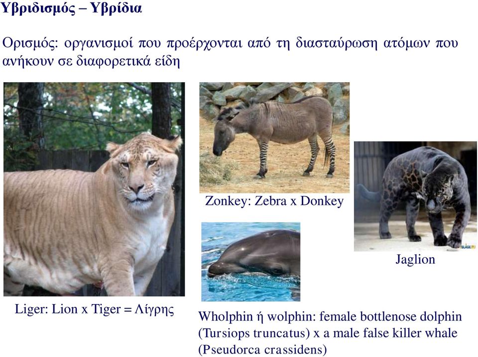 Donkey Jaglion Liger: Lion x Tiger = Λίγρης Wholphin ή wolphin: female