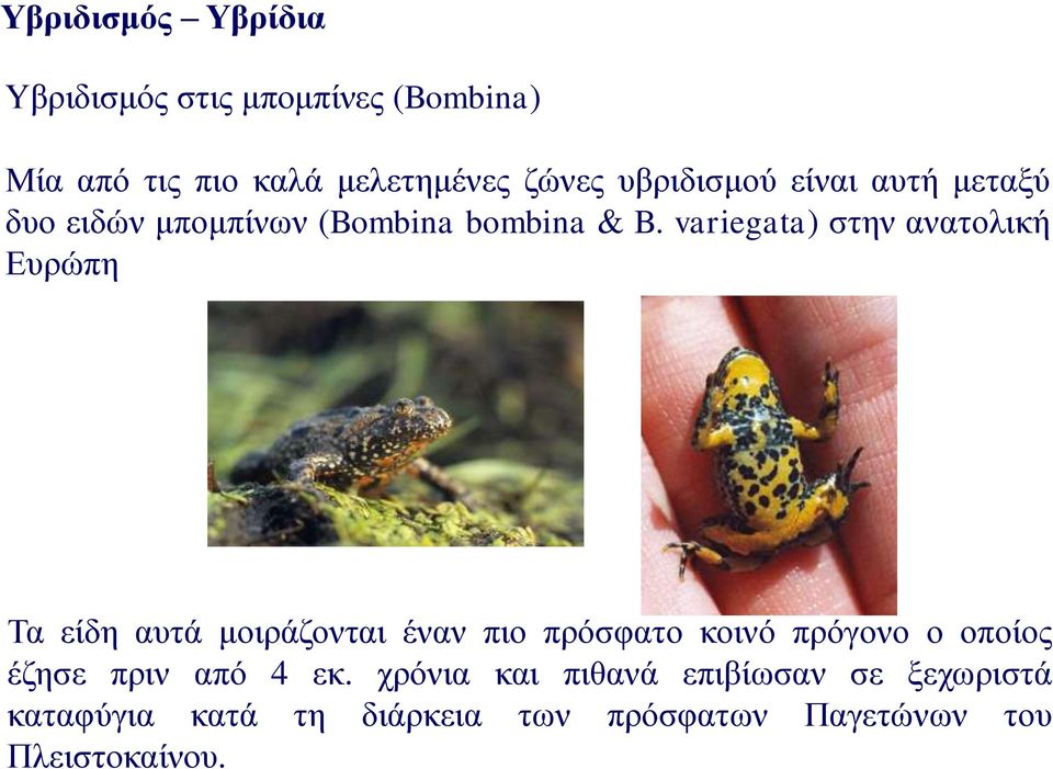 variegata) στην ανατολική Ευρώπη Τα είδη αυτά μοιράζονται έναν πιο πρόσφατο κοινό πρόγονο ο οποίος