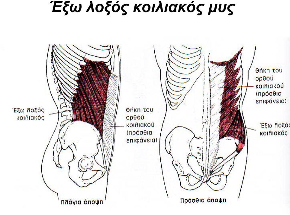 μυς
