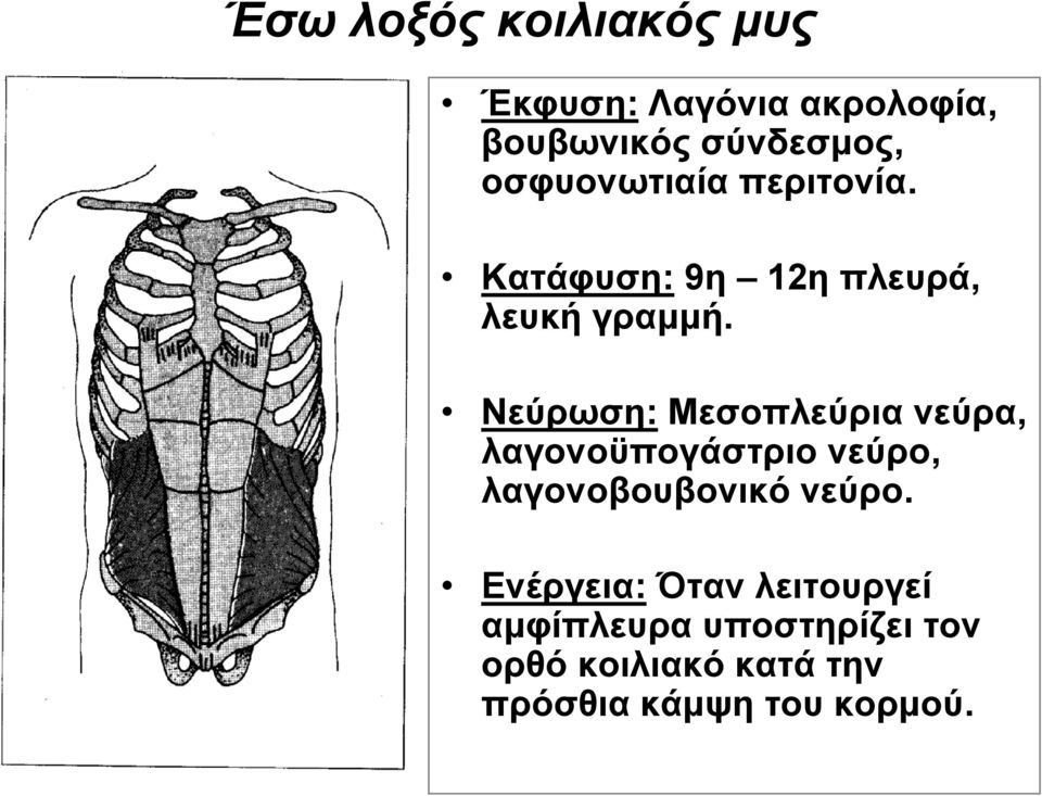Νεύρωση: Μεσοπλεύρια νεύρα, λαγονοϋπογάστριο νεύρο, λαγονοβουβονικό νεύρο.