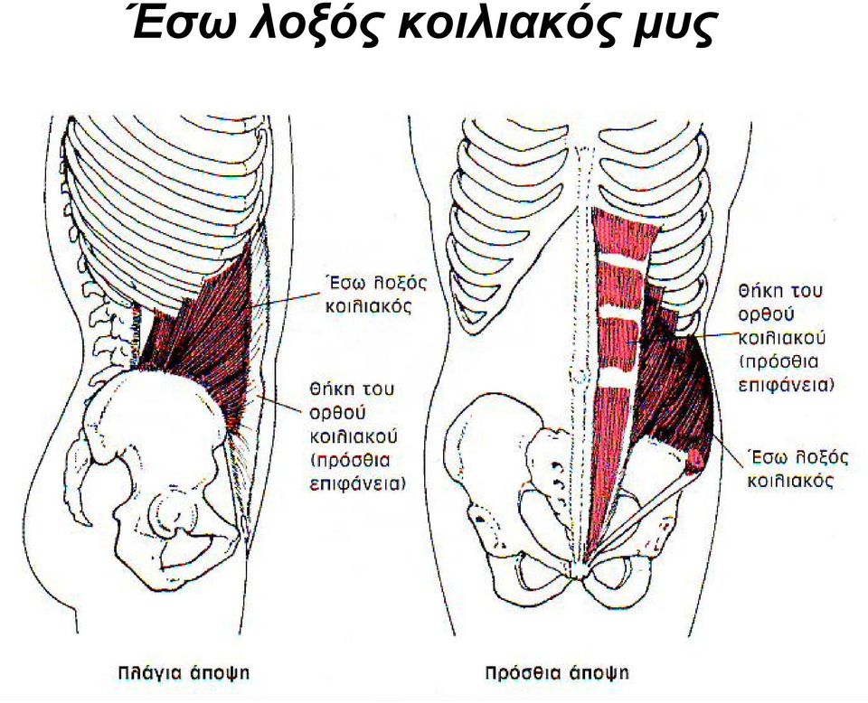 μυς