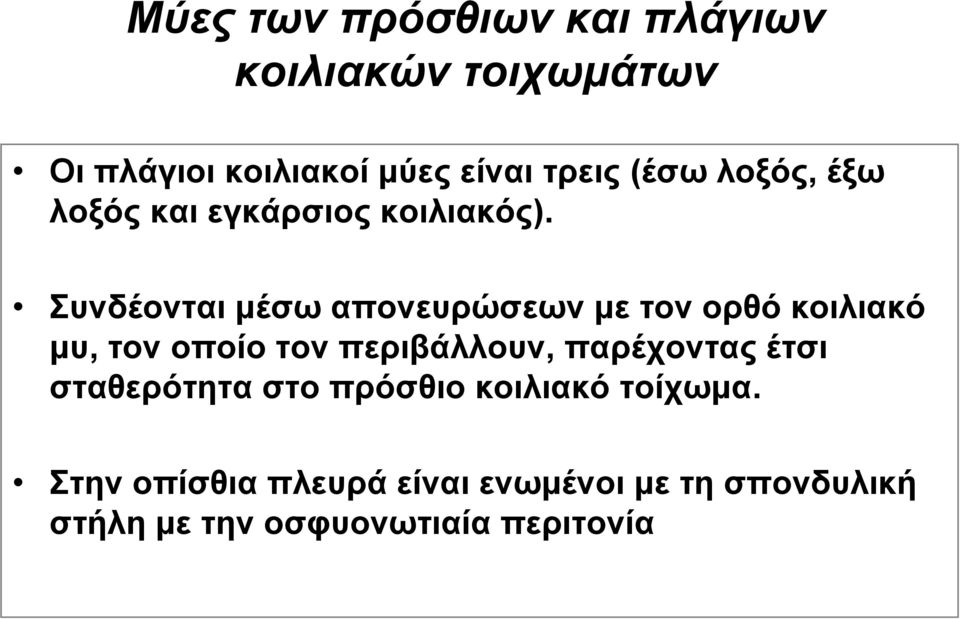 Συνδέονται μέσω απονευρώσεων με τον ορθό κοιλιακό μυ, τον οποίο τoν περιβάλλουν,