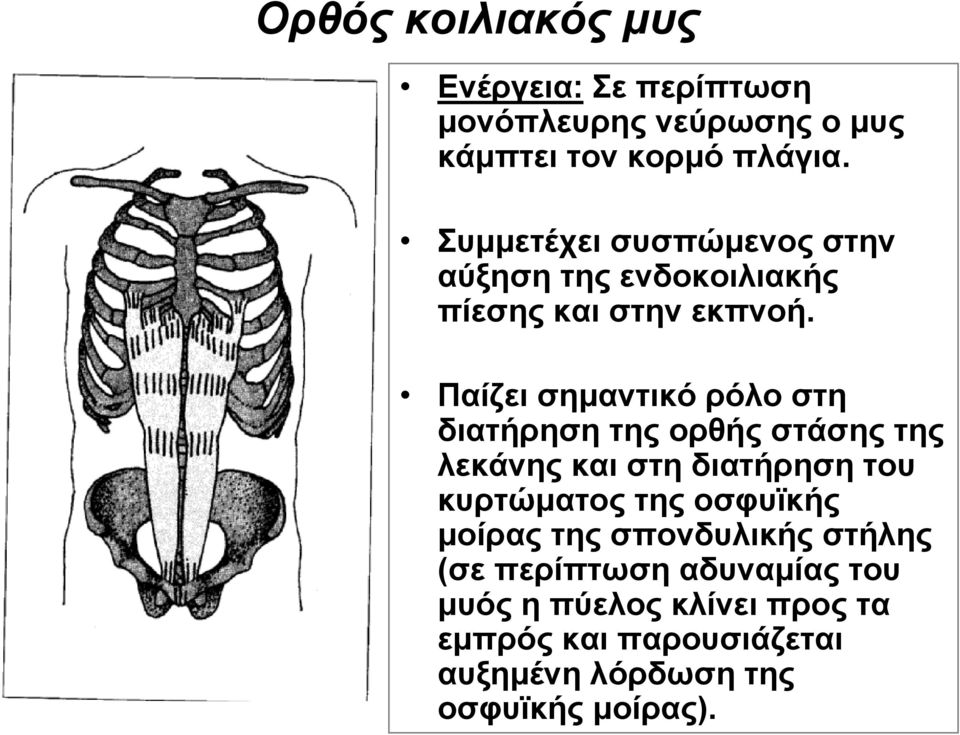 Παίζει σημαντικό ρόλο στη διατήρηση της ορθής στάσης της λεκάνης και στη διατήρηση του κυρτώματος της