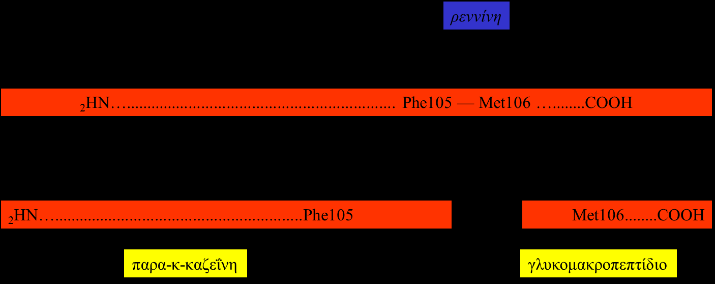 Δράση πυτιάς (α) ρεννίνη (πυτιά): υδρολύει τον δεσμό Phe105 - Met106 της κ-καζεΐνης. αρνητικά φορτισμένο γλυκομακροπεπτίδιο + παρα-κ-καζεΐνη.
