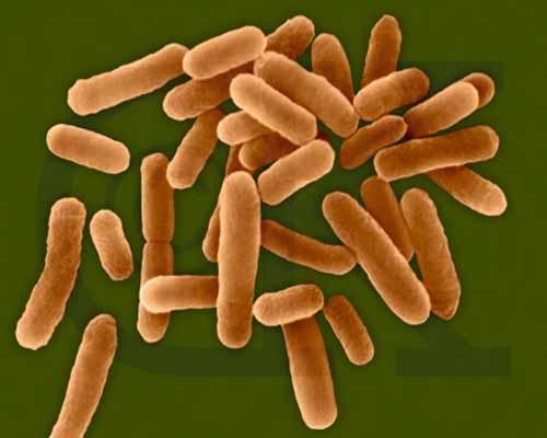 βιομεμβράνη (biofilm), που σχηματίζεται στην εσωτερική επιφάνεια των σωληνώσεων, αποτελεί μόνιμη εστία πιθανής μόλυνσης του νερού των