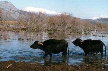 Σν πνζνζηφ ηεο θχξηαο απαζρφιεζεο ησλ θαηνέθσλ ηεο πεξηνράο δειαδά ζηνλ πξσηνγελά ηνκϋα παξαγσγάο αγγέδεη ην 72%.
