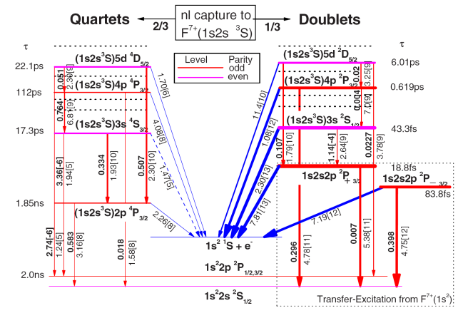 transition rates are displayed in Fig. 2. As is evident, the doublets (Fig. 2, right) Auger decay strongly to the K-shell, while the quartets (Fig.
