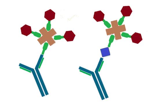 Σχήμα 6.8 Αναπαράσταση της ένωσης των συμπλεγμάτων βιοτίνης αβιδίνης και βιοτίνης στρεπταβιδίνης.