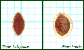 Pinus halepensis και P. brutia, αντίστοιχα ενώ οι 2 ερυθροί κύκλοι είναι οι μέσες τιμές από όλα τα δεδομένα κάθε είδους.