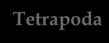 Tetrapoda-Τετραποδα Η νωτοχορδή δεν αποτελεί μέρος του