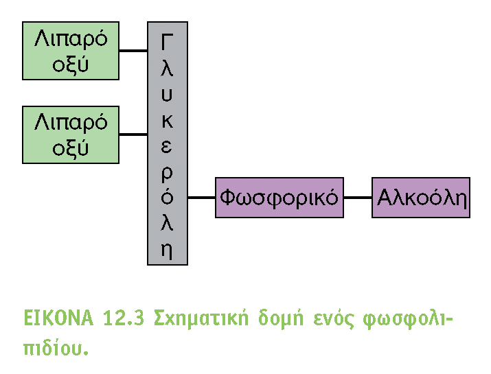 BIOXHMEIA, TOMOΣ I ΠANEΠIΣTHMIAKEΣ