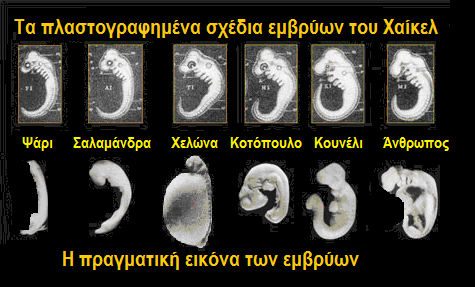 απεικονίσεις αυτές φαινόταν όχι μόνο ότι το κάθε έμβρυο ζει περιληπτικά την εξέλιξη του είδους του, αλλά και ότι τα έμβρυα όλων αυτών των ζώων στα πρώιμα στάδια ανάπτυξής τους εμφανίζουν μεγάλες