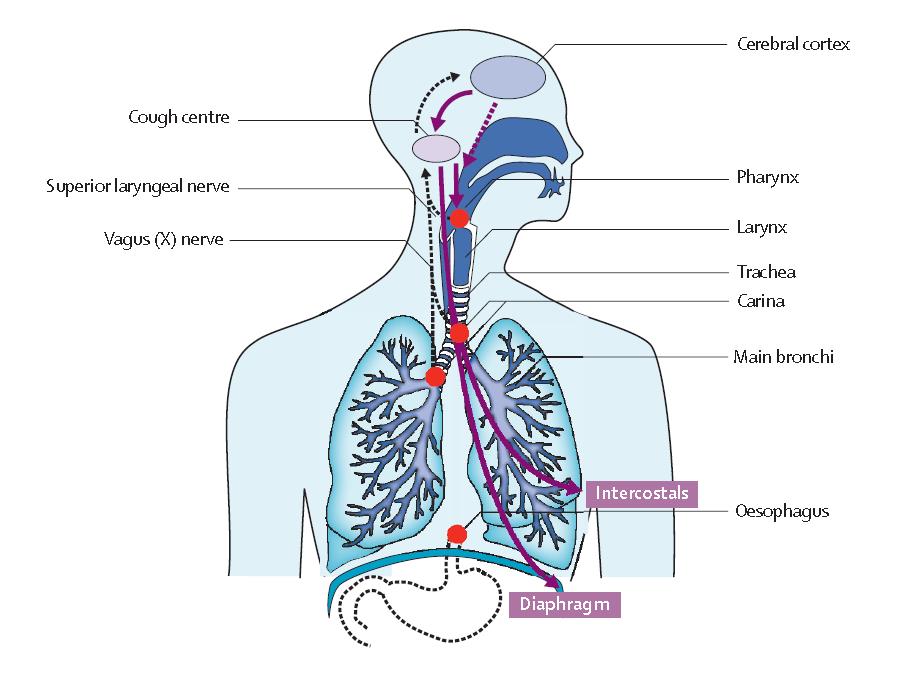 Βήχας και φυσιολογία Τελικός πυρήνας προμήκη Άνω λαρυγγικό Πνευμονογαστρικό Χ Αμυντικός μηχανισμόςαντανακλαστικό 3 φάσεις: 1. Εισπνευστική 2.