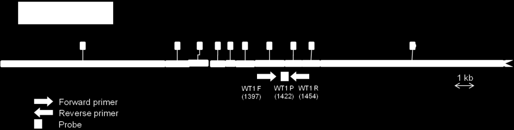 Το γονίδιο WT1 βρίσκεται στο χρωμόσωμα 11p13, κωδικοποιεί ένα μεταγραφικό παράγοντα μοτίβου «δακτύλων» ψευδαργύρου (zinc-finger) και αναγνωρίστηκε αρχικά για την εμπλοκή του στην παθογένεση του όγκου