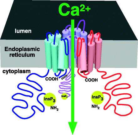 Δομή των υποδοχέων της ΙΡ3 The InsP 3 R Ca 2+ release channel. Cartoon depicting three of four InsP 3 R molecules (in different colors) in a single tetrameric channel structure.