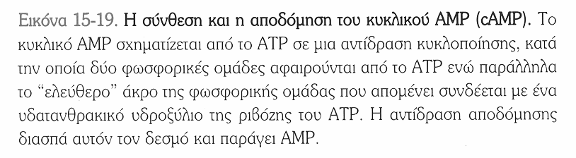 Συνεντοπίζεται σε υποκυττάριες θέσεις μαζί με τις ΑC, PDE και μόρια στόχους όπως η