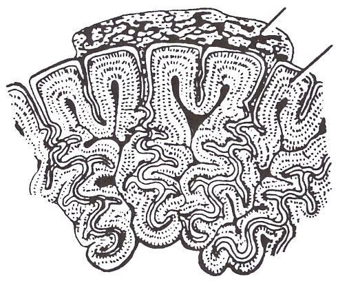 οστό οδοντίνη οδοντίνη Οδοντική ιστολογία της Ichthyostega. Εγκάρσια τομή οδόντος. Κατά Janvier (1996).