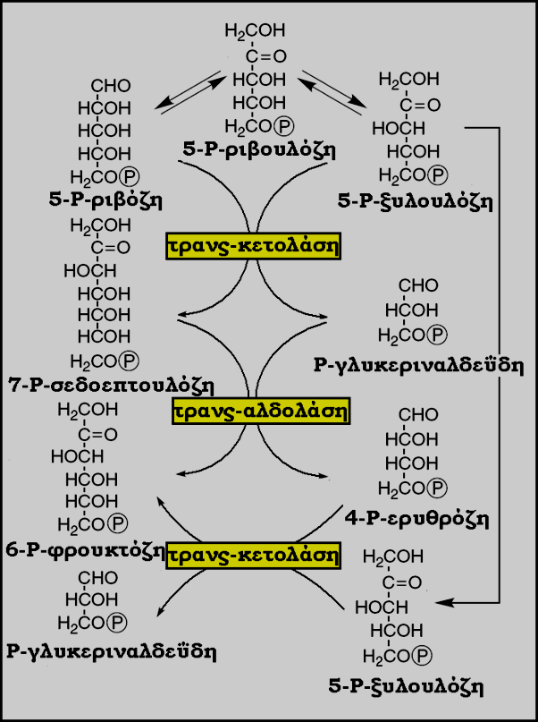 Οξειδωτικός Κύκλος των Ρ- Πεντοζών 3/3 Μη- Οξειδωτική Φάση Από την 5-Ρ-ριβουλόζη παράγονται μόρια με 3-7 άτομα C μέσω αντιστρεπτών αντιδράσεων.