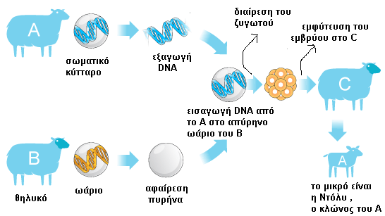 Κλωνοποίηση είναι η μέθοδος παραγωγής ενός συνόλου πανομοιότυπων οργανισμών,μορίων,γονιδίων ή κυττάρων (κλώνος) με το ίδιο ακριβώς γενετικό υλικό από ένα αρχικό οργανισμό ή κύτταρο.