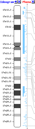 Χρωμόσωμα 17- ιδεόγραμμα- γονίδια (1200-1300) FZD2 AKAP10 ITGB4 KRTHA8 WD1 SOST MPP3 Γονίδια στην
