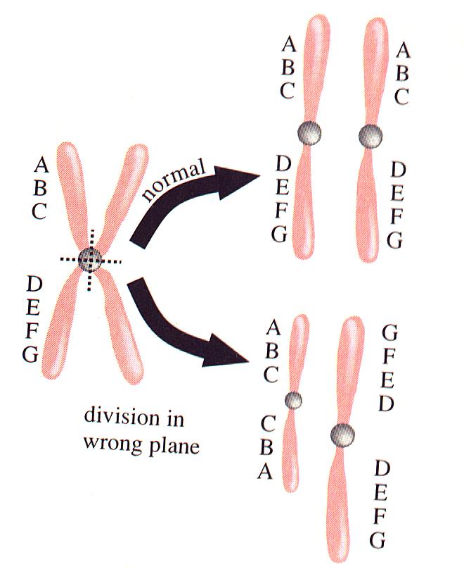 Ισοχρωμόσωμα(isochromosome)
