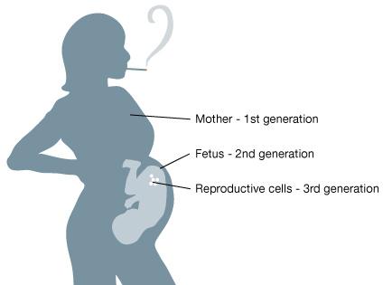 κατά την εμβρυϊκή ή βρεφική ζωή Επιγενετικός προγραμματισμός Προδιάθεση