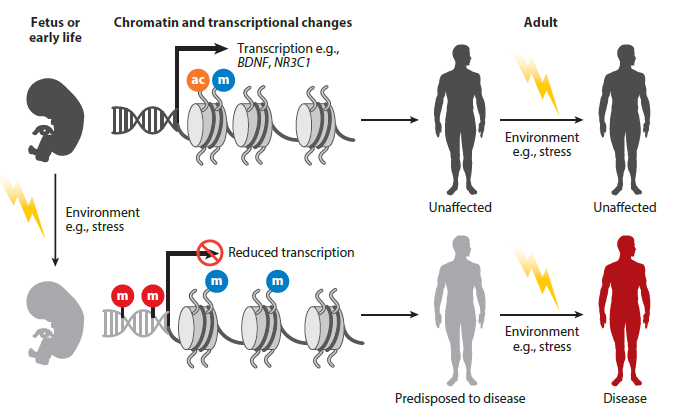 Stress στα αρχικά στάδια της ζωής, επιγενετική ρύθμιση και ασθένειες