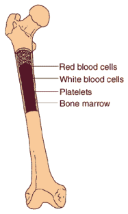 T-cell B-cell Platelets Neutrophil Basophil Erythrocyte Eosinophil