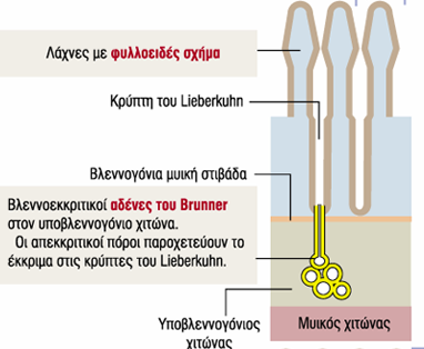 εξουδετερώνει τον όξινο χυμό του στομάχου, συγκεντρώνει χολή και