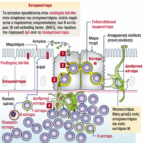 - κύτταρα Μ :προσλαμβάνουν αντιγόνα μέσα σε κυστίδια, - δενδριτικά : εκτείνουν αποφυάδες διαμέσου των επιθηλιακών στενών συνδέσεων, - ενδοεπιθηλιακά Β λεμφοκύτταρα εγκαθίστανται σε ενδοεπιθηλιακές