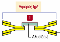 Πλασματοκύτταρα Εκκριτικό διμερές IgA Πλασματοκύτταρα εκκρίνουν διμερή ΙgA στο χόριο, από εκεί προσδένονται στον πολυμερή