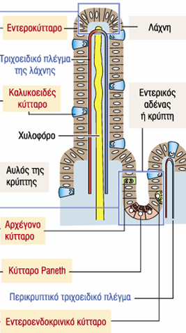 Κύτταρα βλεννογόνου α. Εντεροκύτταρα ή απορροφητικά β.