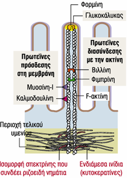 α. Εντεροκύτταρα ΙΙ.