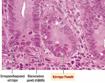 γ. Κύτταρα Paneth ΙΙ.