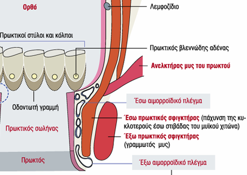 Υποβλεννογόνιος έσω αιμορροϊδικό πλέγμα: πάνω από το επίπεδο της οδοντωτής γραμμής, έξω